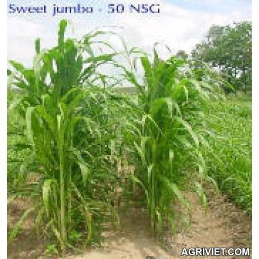 Hạt cỏ chăn nuôi SWEET JUMBO 500g