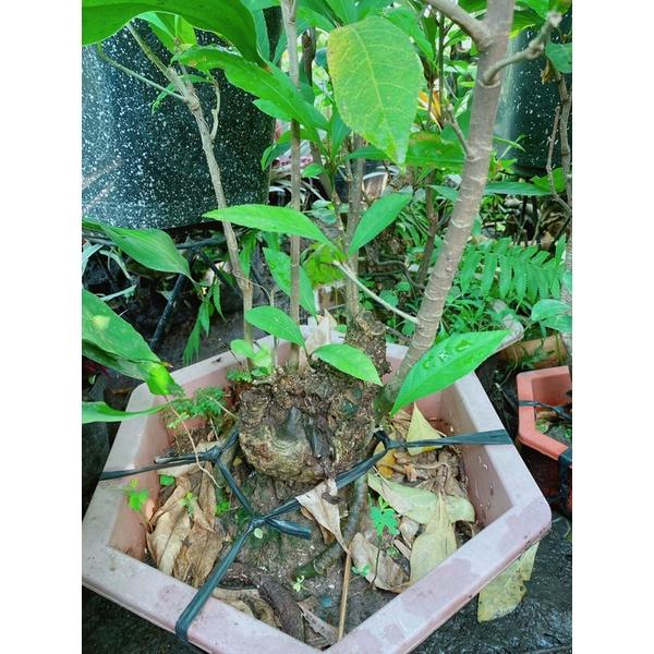 Cây Lộc Vừng Bonsai