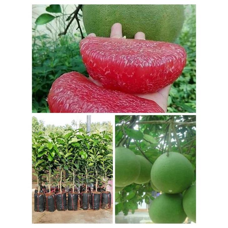 Cây giống bưởi da xanh ruột hồng