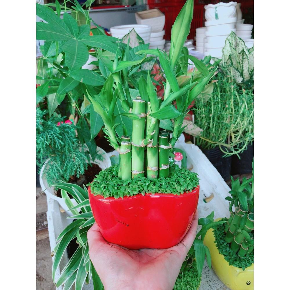 Chậu chúc phát tài hình trái tim để bàn