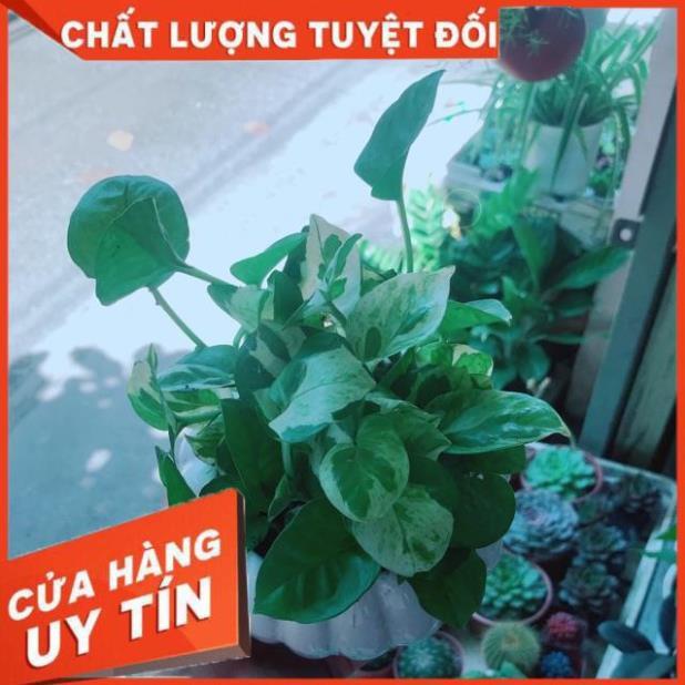 Chậu Trầu Bà Sữa