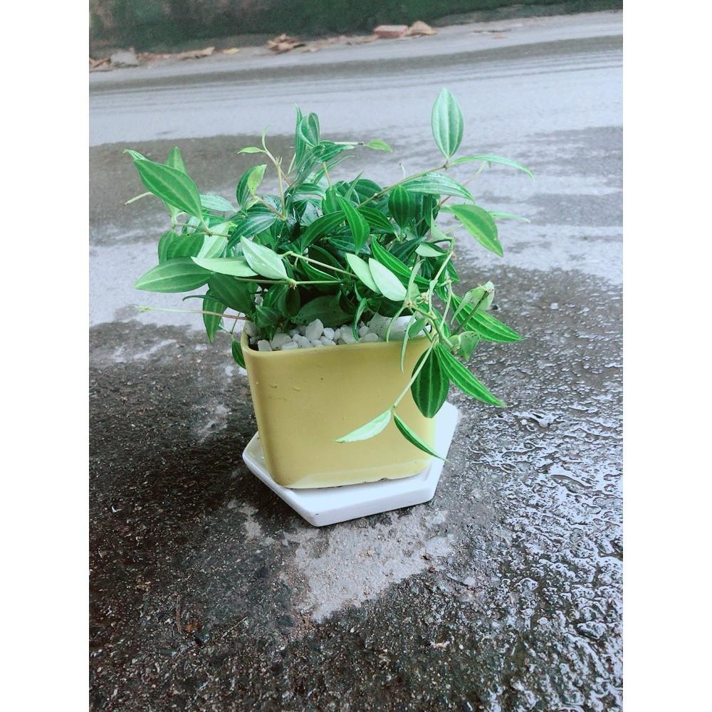 Chậu Cây Bình An Xanh