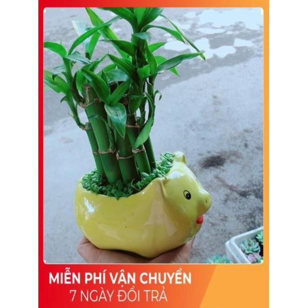 Chậu Trúc Phát Tài