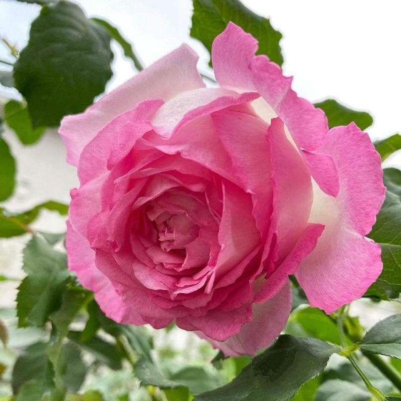 Hoa hồng Bien rose - cây hoa hồng đẹp nguyên bản