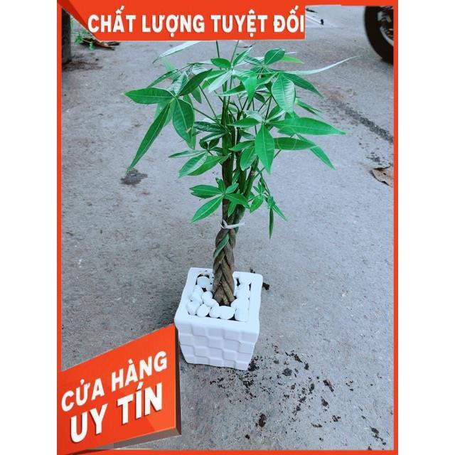 Chậu Kim Ngân Thắt Bính