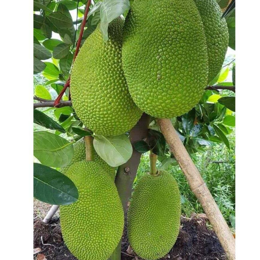 Combo 3 cây giống mít Thái siêu sớm