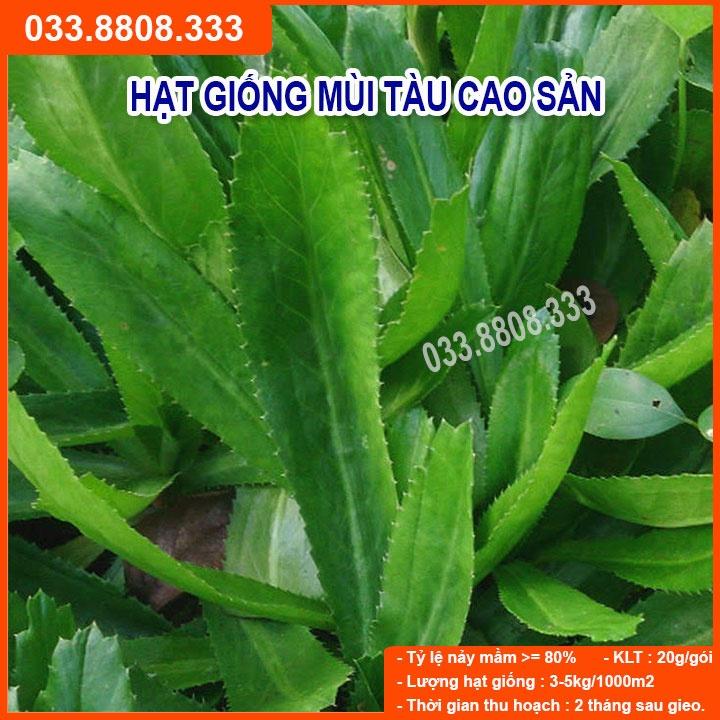 Hạt Giống Rau Mùi Tàu  khoảng 500 hạt