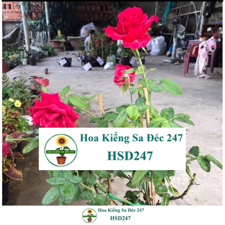 Hoa Hồng Nhung Sa Đéc