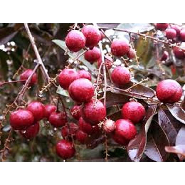 CÂY GIỐNG NHÃN TÍM nhập khẨU