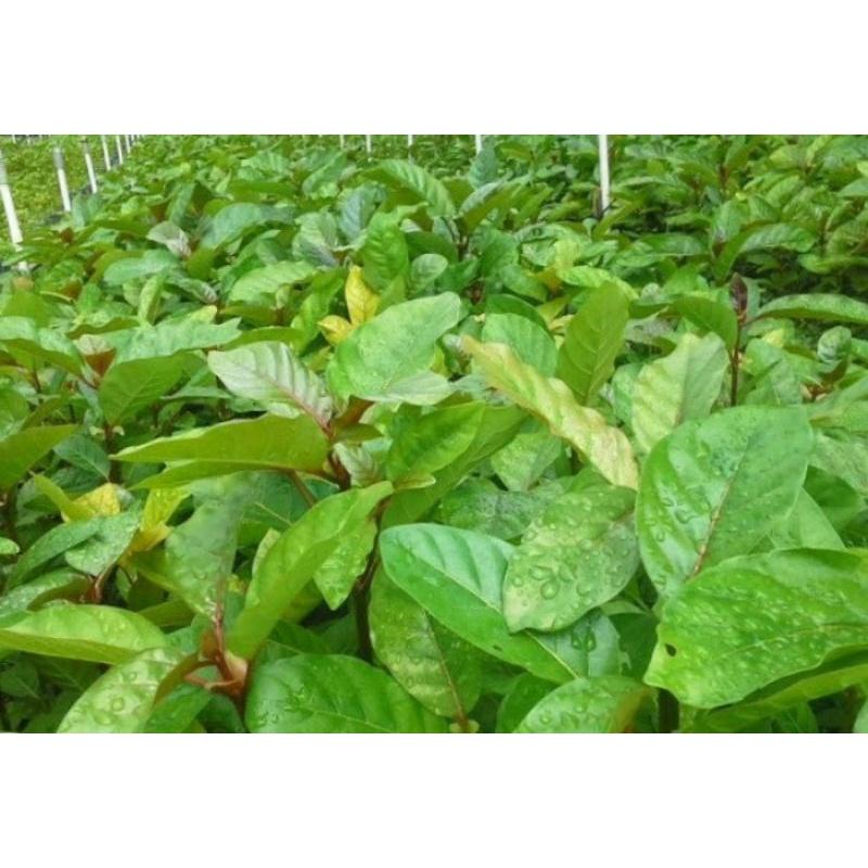 900gram hạt gáo vàng giống