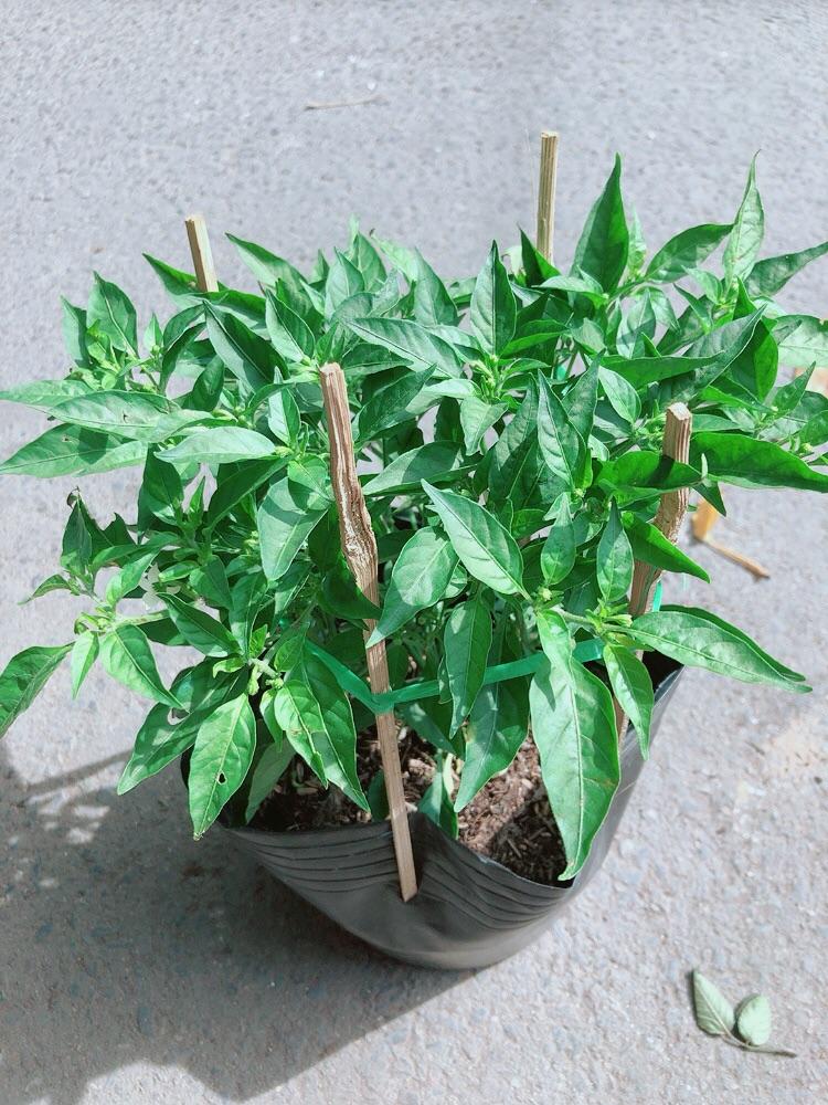 Bụi Ớt Xiêm
