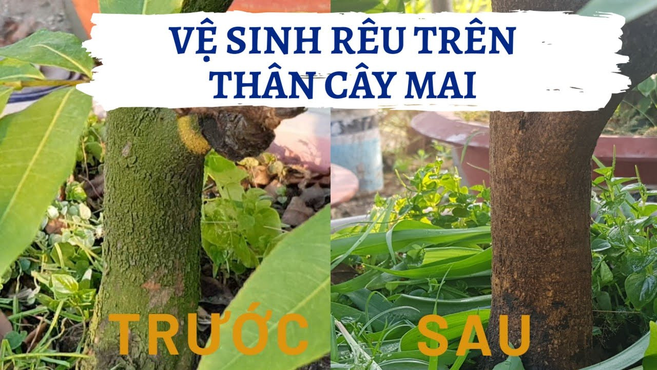 TẨY RONG RÊU RỬA CÀNH SÁT KHUẨN ,TẨY NẤM , RỬA VƯỜN - 100ml