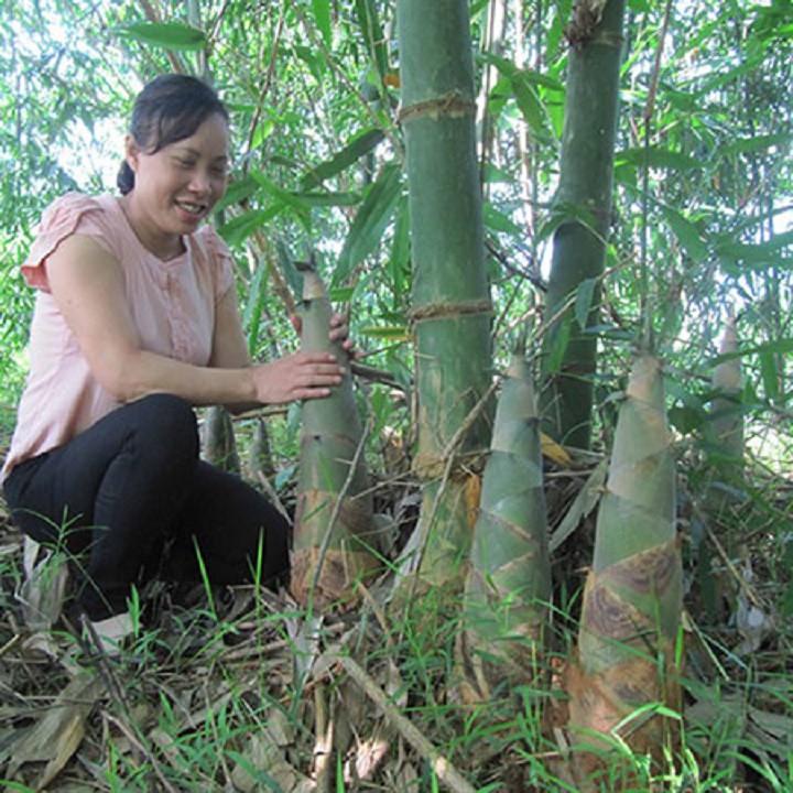 Cây giống măng Tre Bát Độ giống năng suất cao