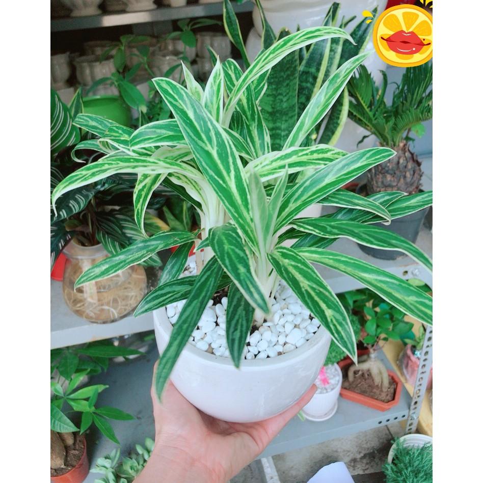 Chậu cây giữ tiền