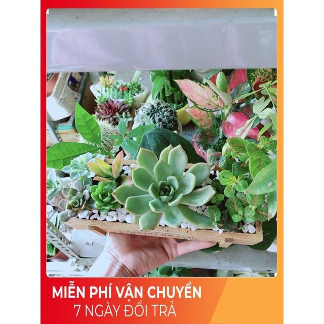 Chậu Sen Đá-Cẩm Nhung