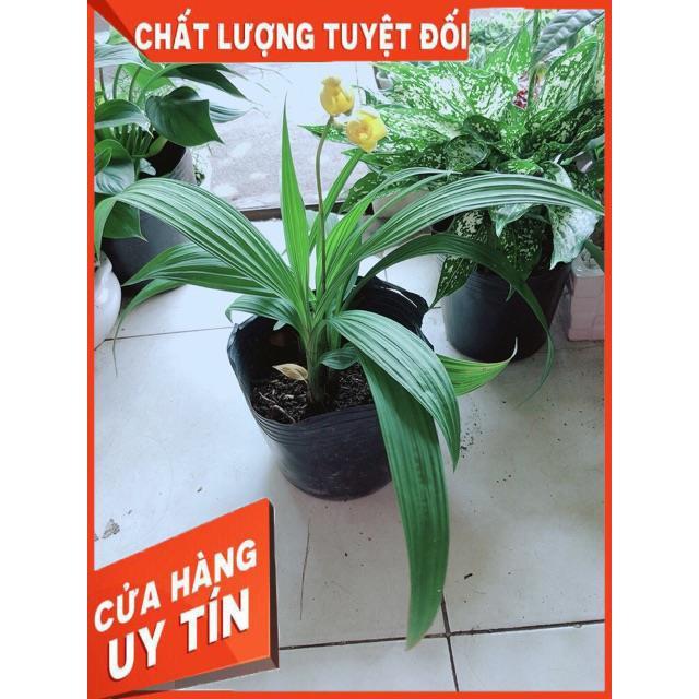 Lan Đất Có Hoa Vàng