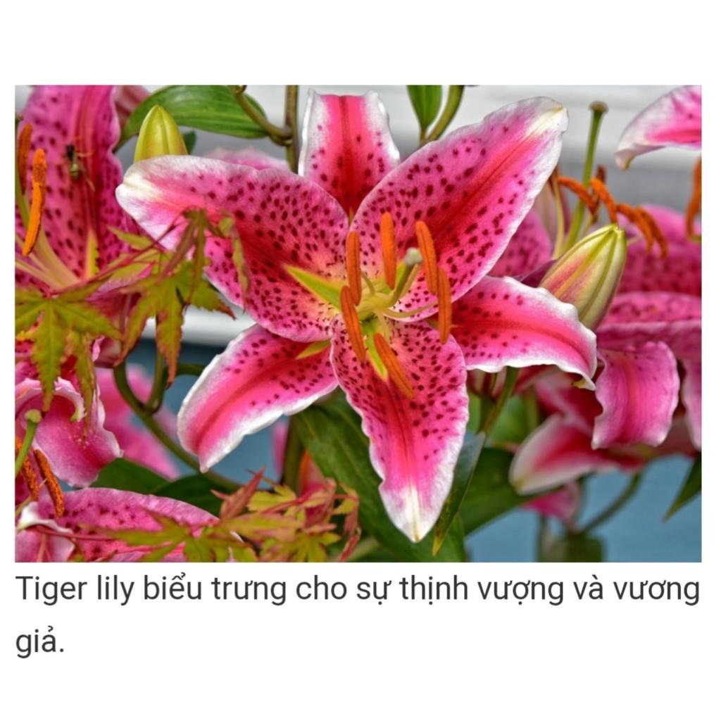 Củ Ly Thân cao Hoa Màu Đỏ (Củ Ly Giống)