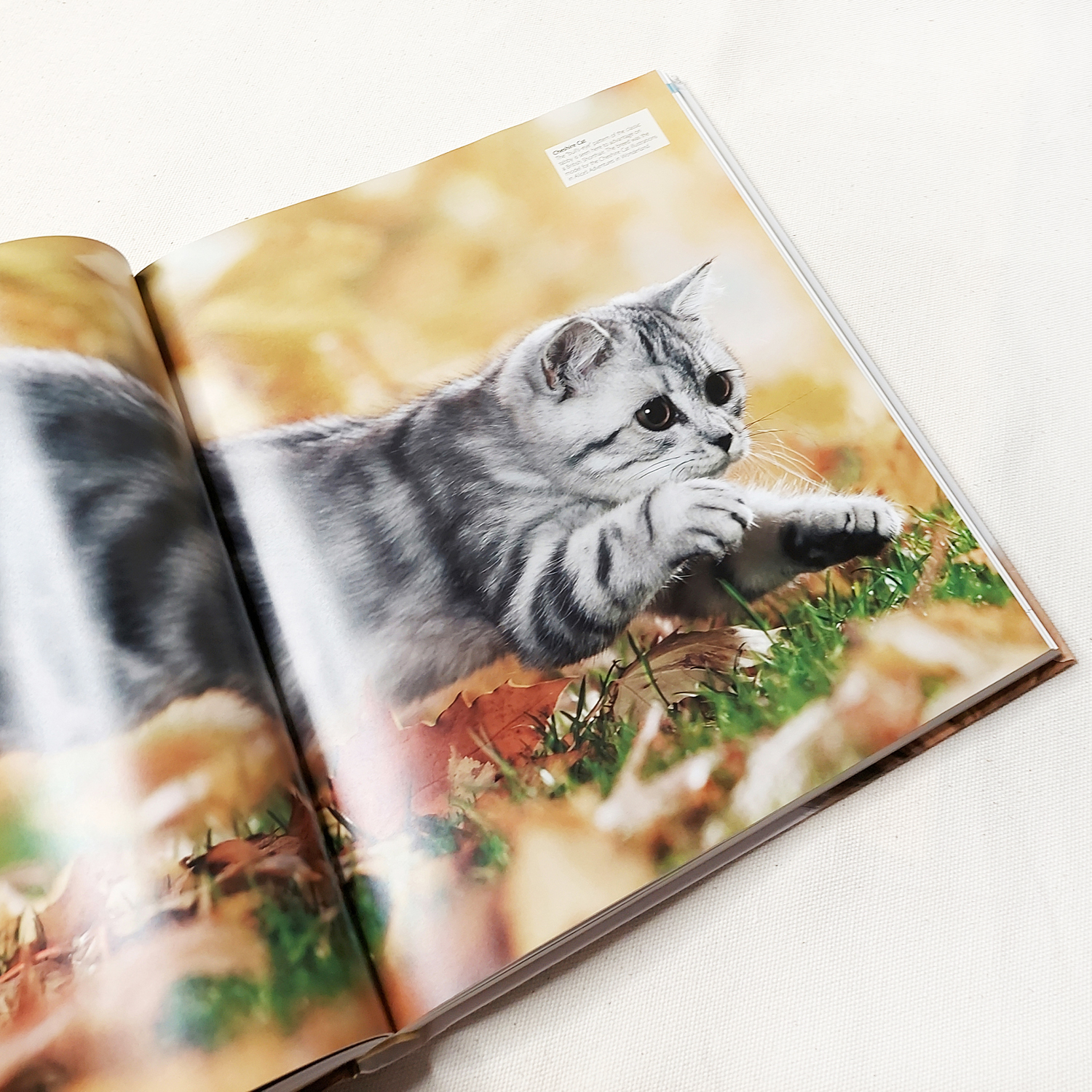 Sách ngoại văn - The Cat Encyclopedia: The Definitive Visual Guide