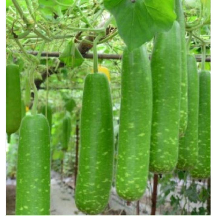 Hạt giống Bầu sao trái dài KNS317 - Gói 10 hạt