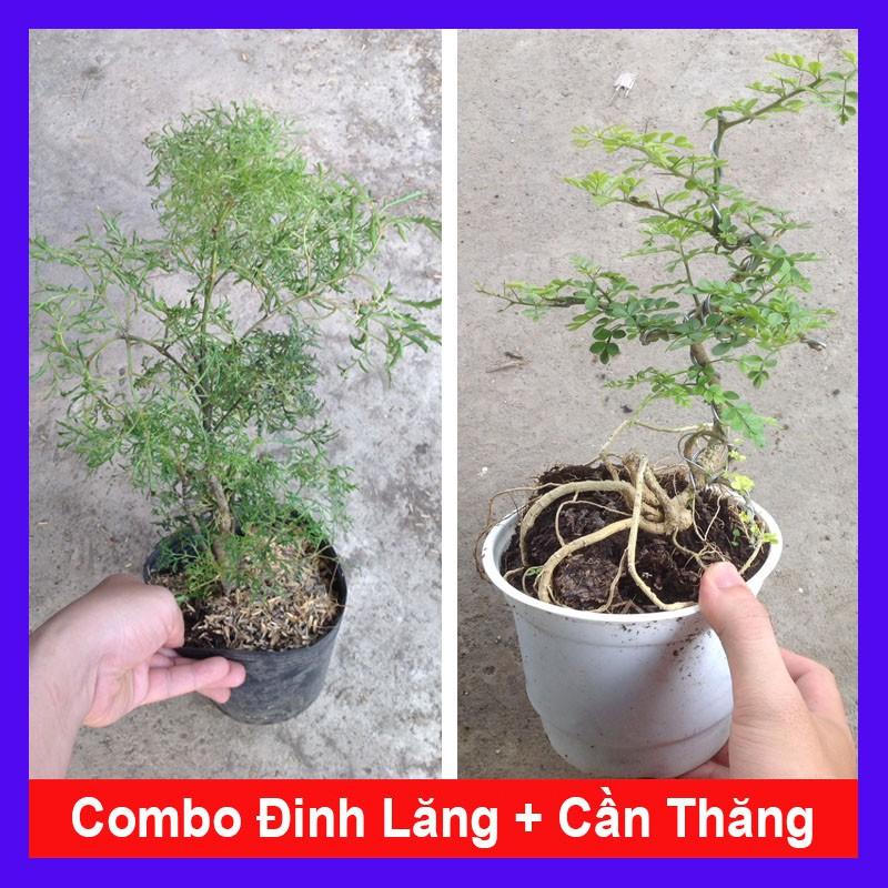 Combo 2 cây  tặng phân bón cho cây