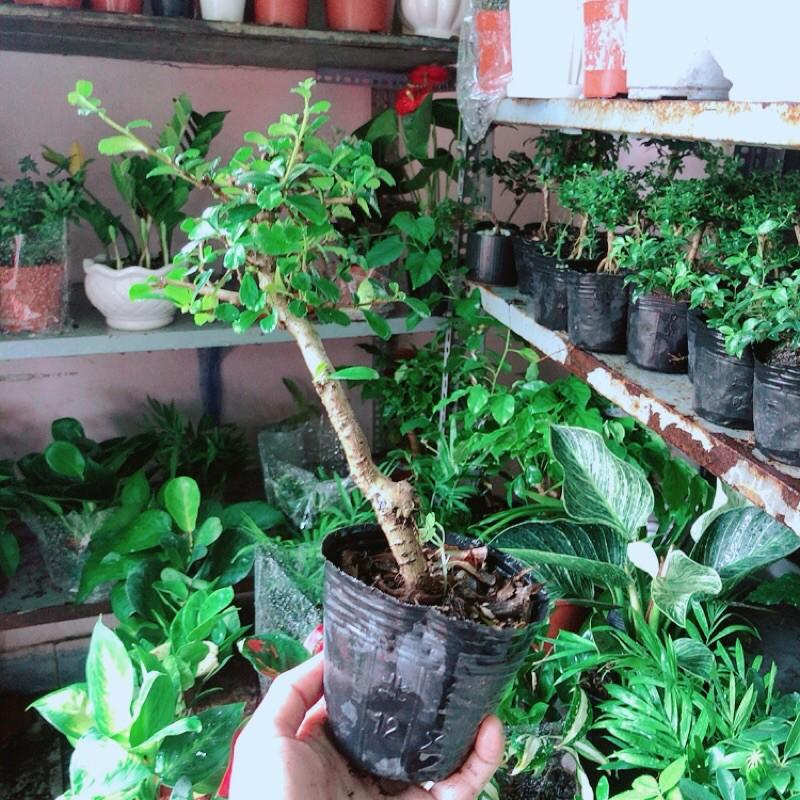 Trà Phúc Kiếng