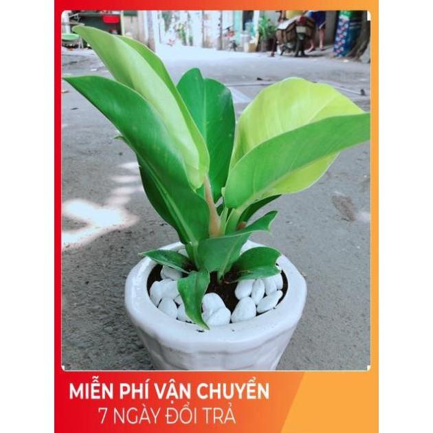 Chậu Trầu Bà Đế Vương