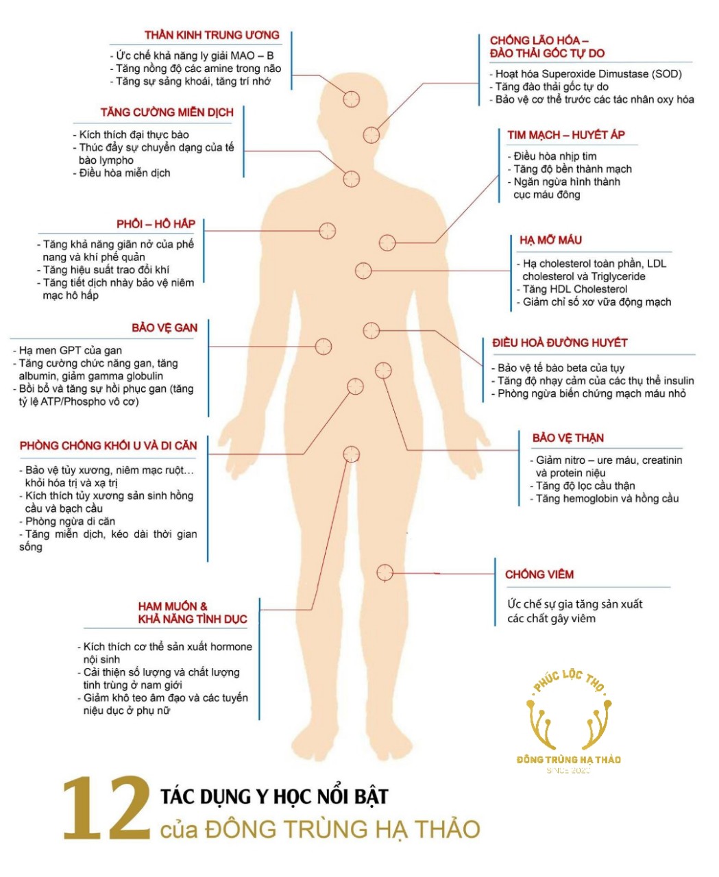 Đông trùng hạ thảo sấy thăng hoa