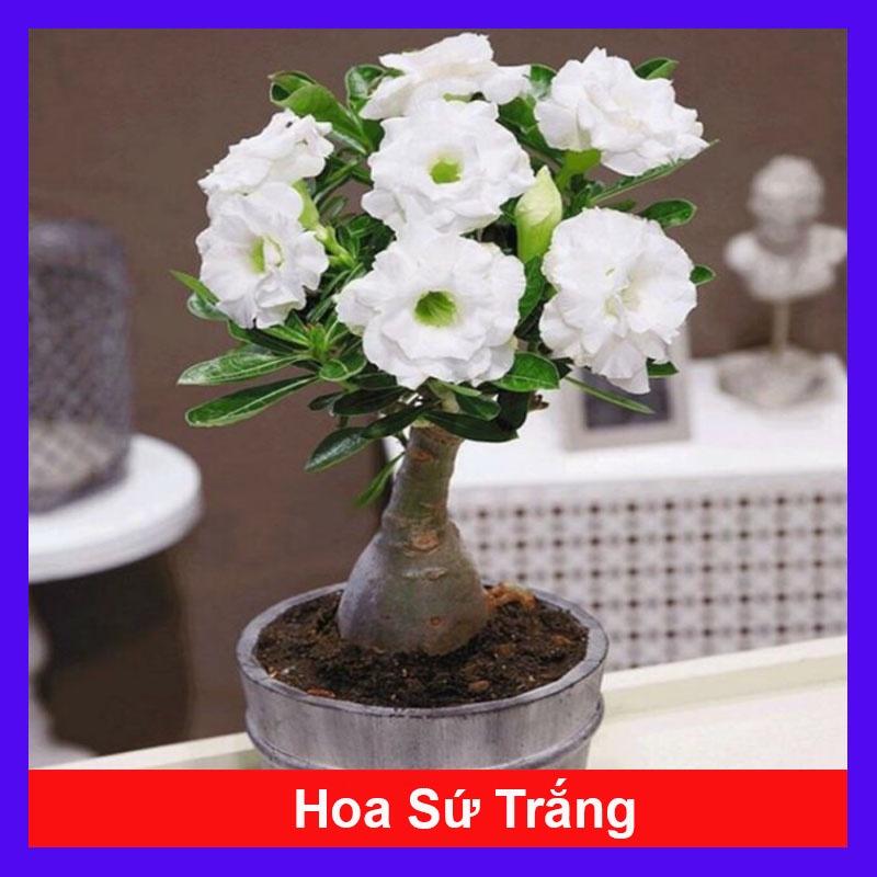 Cây Sứ Thái Kép Hoa Trắng - cây cảnh trong nhà + tặng phân bón cho cây mau lớn