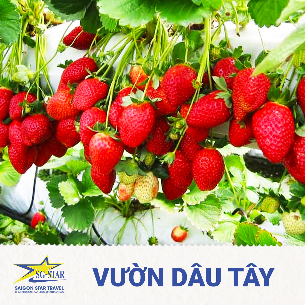 Tour Sài Gòn đi ĐÀ LẠT 3N3Đ - Lang Biang - Vườn Hoa Cẩm Tú Cầu - Nhà Thờ Domain De Marie - Vườn Dâu Tây - Giao Lưu Văn Hóa Cồng Chiêng