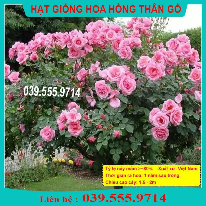 HẠT GIỐNG HOA HỒNG THÂN GỖ GIỐNG CHUẨN, TỶ LỆ NẢY MẦM CAO