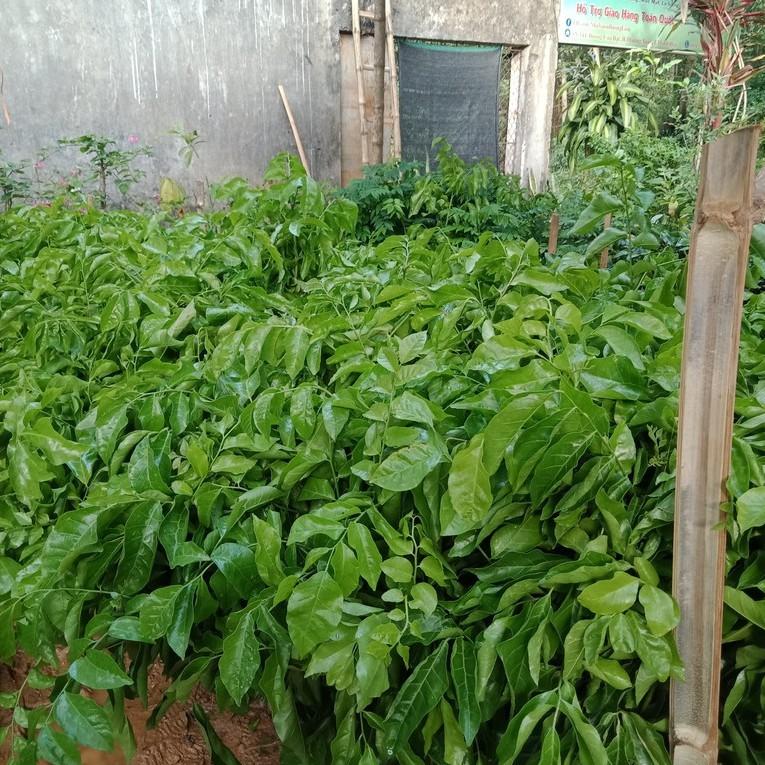 Giống Cây Quất Hồng Bì, Cây cao 50-60cm