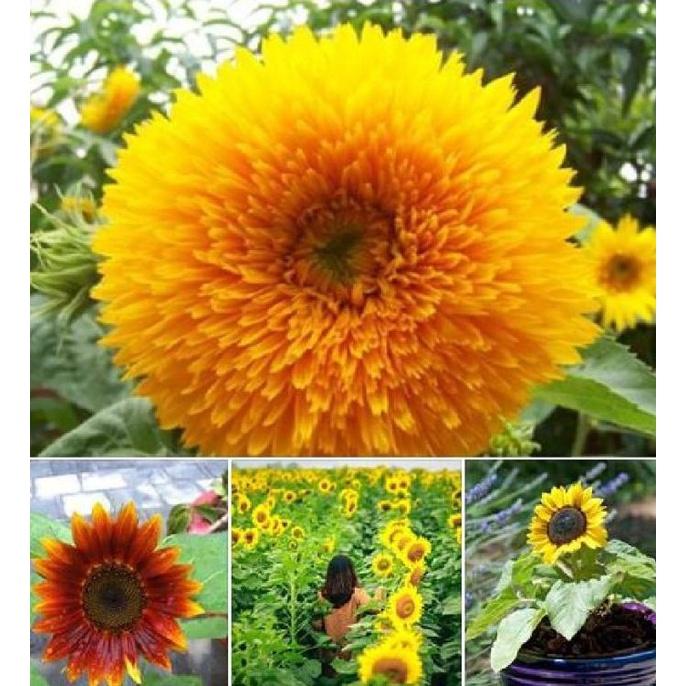 Combo 2 gói Hạt giống hoa hướng dương nhiều màu-gói 30 hạt/tặng kèm 3 viên nén ươm hạt