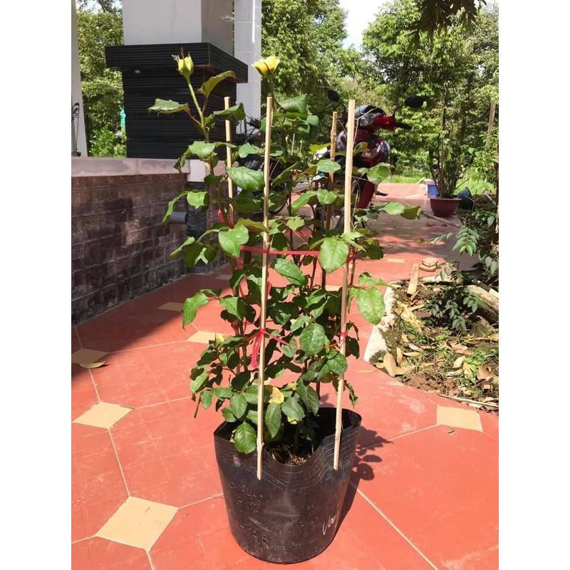 Hoa hồng Catalina Rose màu vàng- bầu to cây lớn trưởng thành