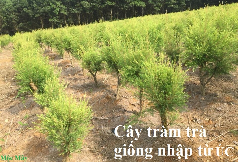 Tinh dầu Tràm Trà 100ml Mộc Mây - tinh dầu nguyên chất 100% từ thiên nhiên - chất lượng và mùi hương vượt trội