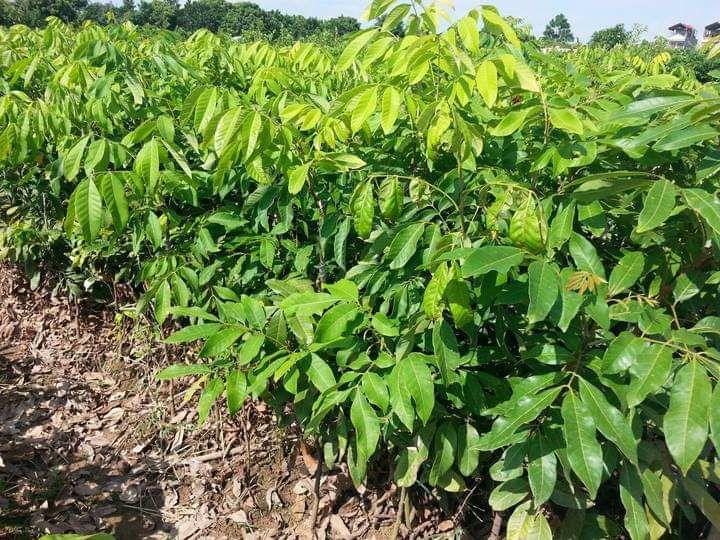 Cây giống nhãn tiêu da bò đầu dòng