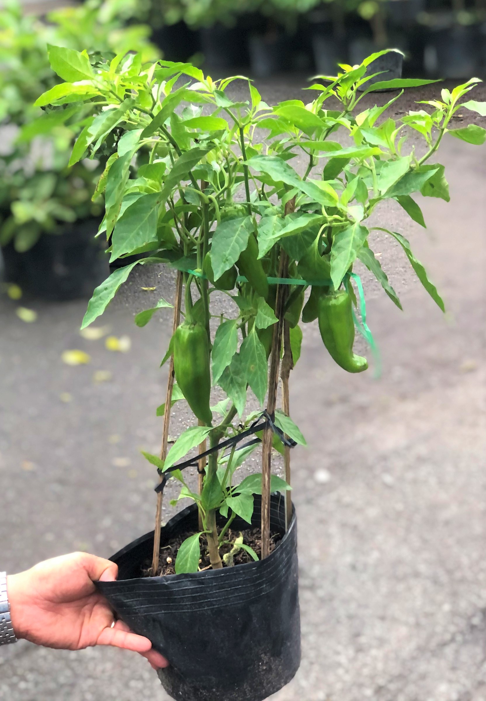 Cây ớt sừng trái xanh trồng nơi có nhiều nắng