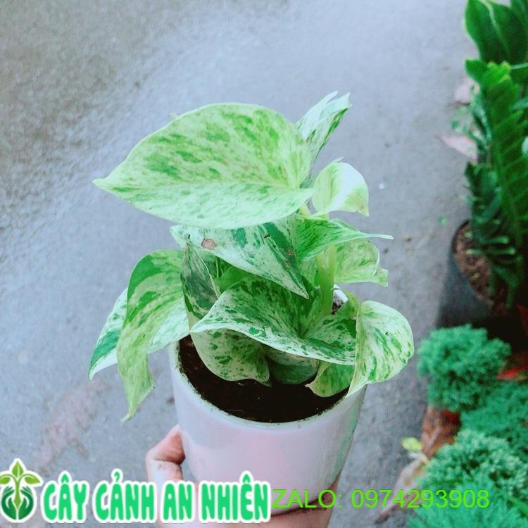 Chậu Trầu Bà Sữa