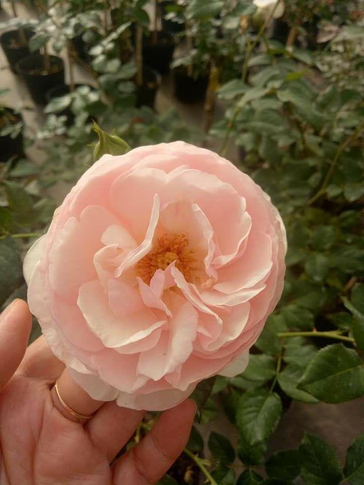 Hoa hồng đà lạt nguyên chậu đủ màu