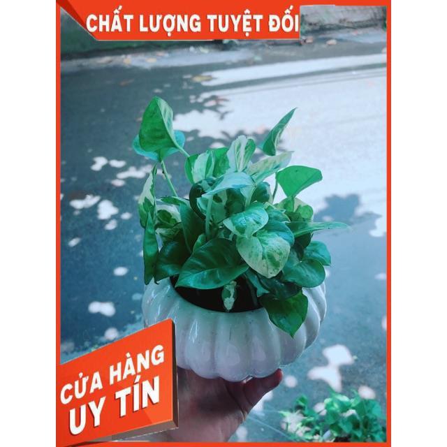 Chậu Trầu Bà Sữa