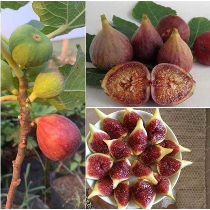 Sản phẩm CÂY SUNG MỸ SẴN QUẢ ĐỘC LẠ