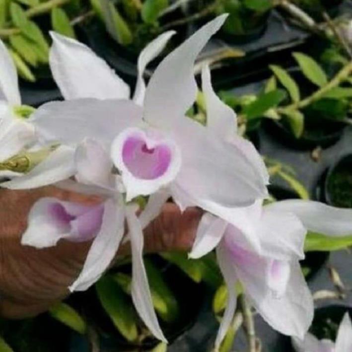 1 BẢNG PHI ĐIỆP 5CT HỌNG HỒNG TO ĐẸP HÀNG GIEO HẠT