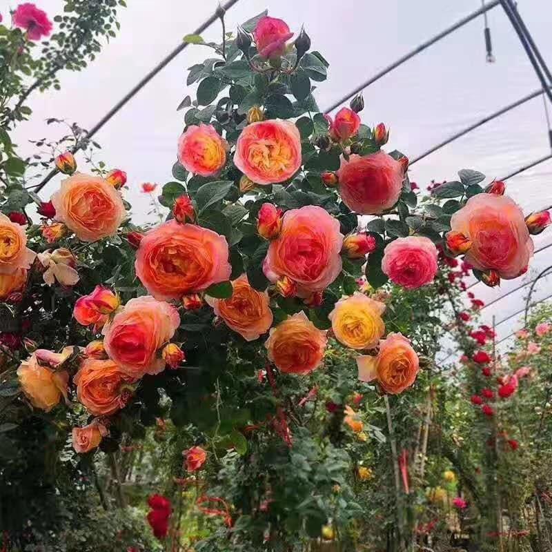 5 cây hoa hồng leo pháp đầy đủ màu hoa
