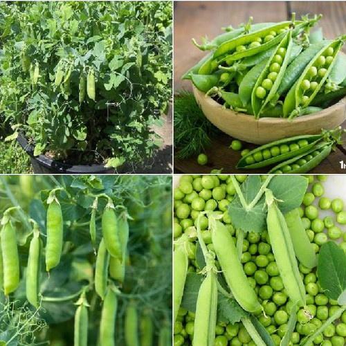 Hạt giống đậu hà lan xanh - 1 gói 50gram