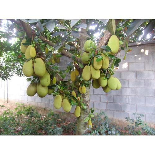 CÂY GIỐNG MÍT TA SIÊU QUẢ, SIÊU NGON, NGỌT, THƠM - CGMTSQSN