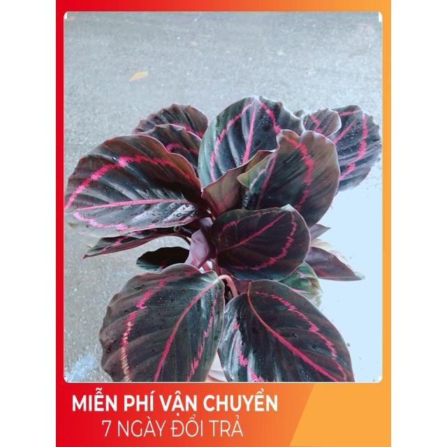 Chậu Đuôi Công Tím