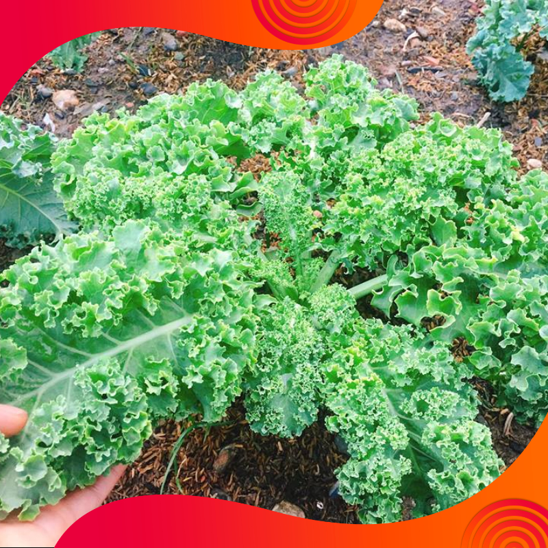 02 Gói Hạt Giống Cải Kale ( Cải Xoăn Xanh ) - Nảy Mầm Cực Chuẩn