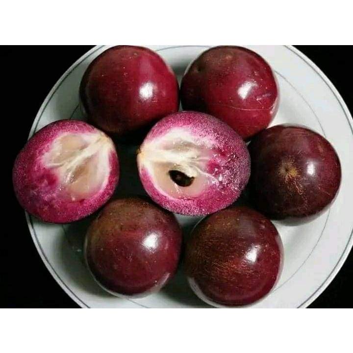 CÂY GIỐNG VÚ SỮA TÍM LÙN TỨ QUÝ