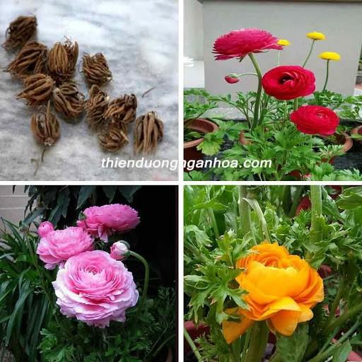 Bộ 5 củ hoa hồng mao lương đầy đủ màu sắc