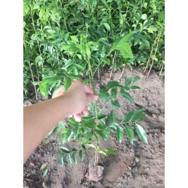 COMBO 2 CÂY MÓC MẬT cây giống thuần chủng F1