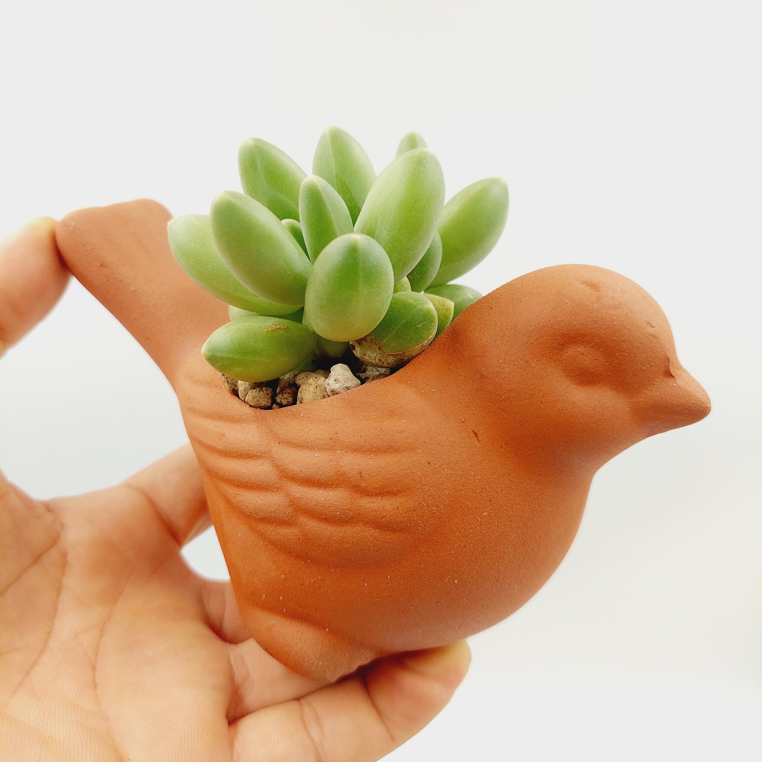 Chậu đất nung, chậu sen đá - Con chim non 58, miệng chậu 5cm, chiều cao 8cm